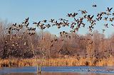Geese Flyout_10633